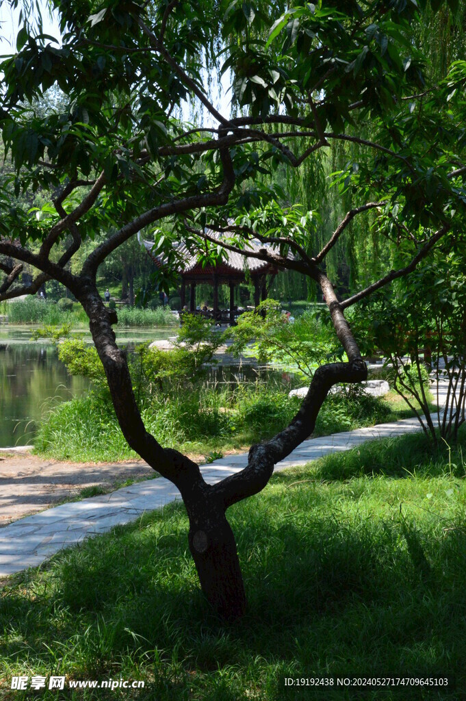 公园风景  