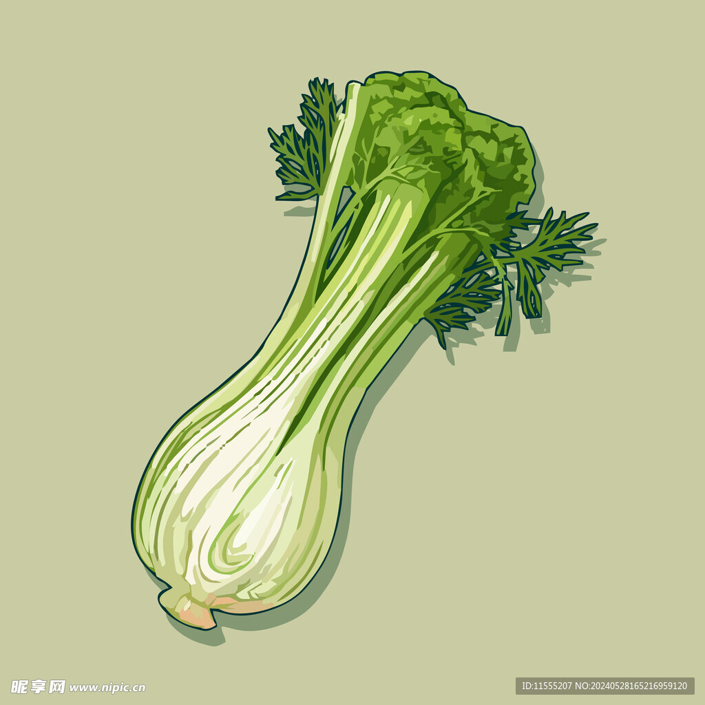 茴香蔬菜手绘矢量插画