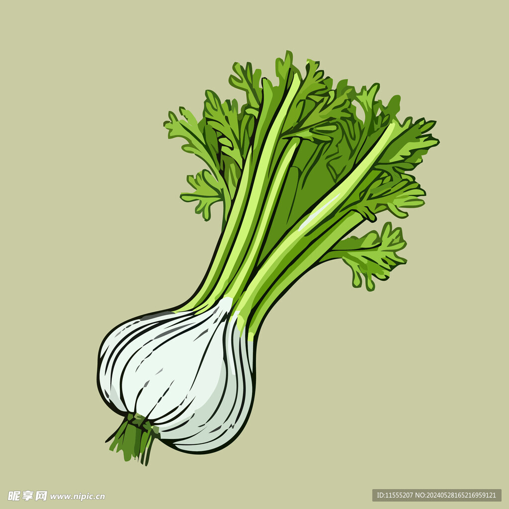 茴香蔬菜手绘矢量插画