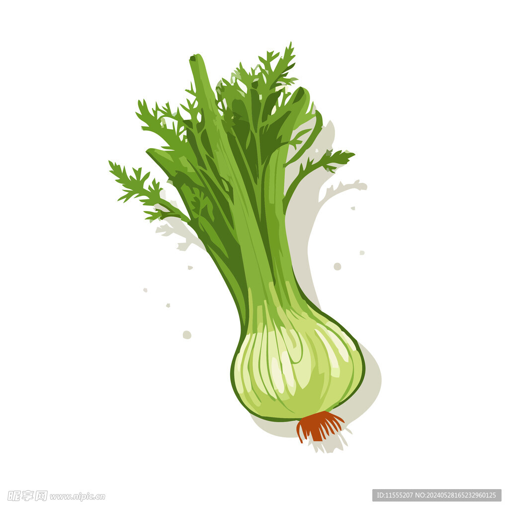 茴香蔬菜手绘矢量插画
