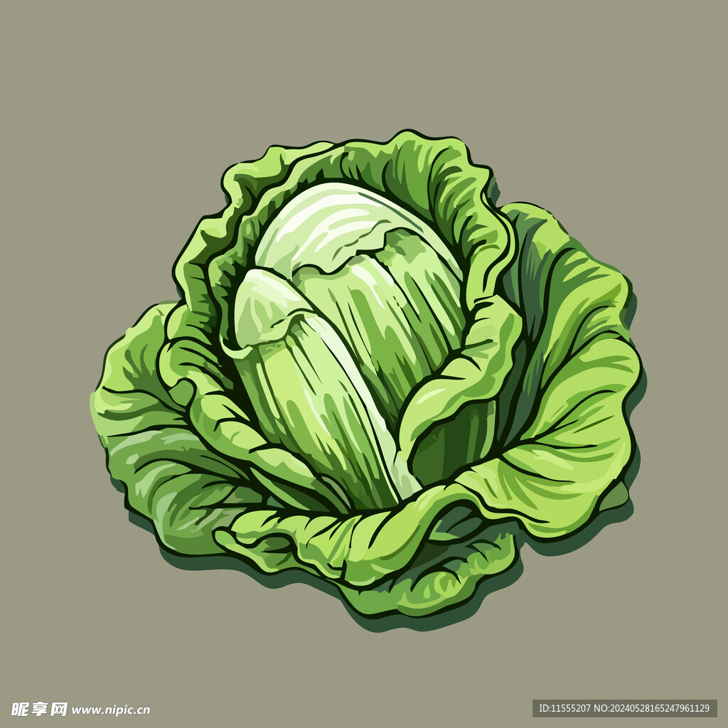 包菜蔬菜手绘矢量插画