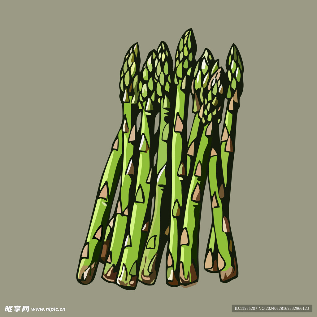 芦笋蔬菜手绘矢量插画