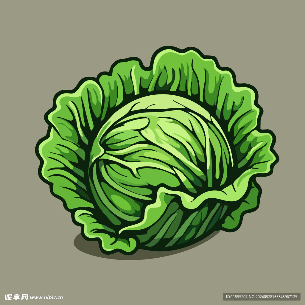 包菜蔬菜手绘矢量插画