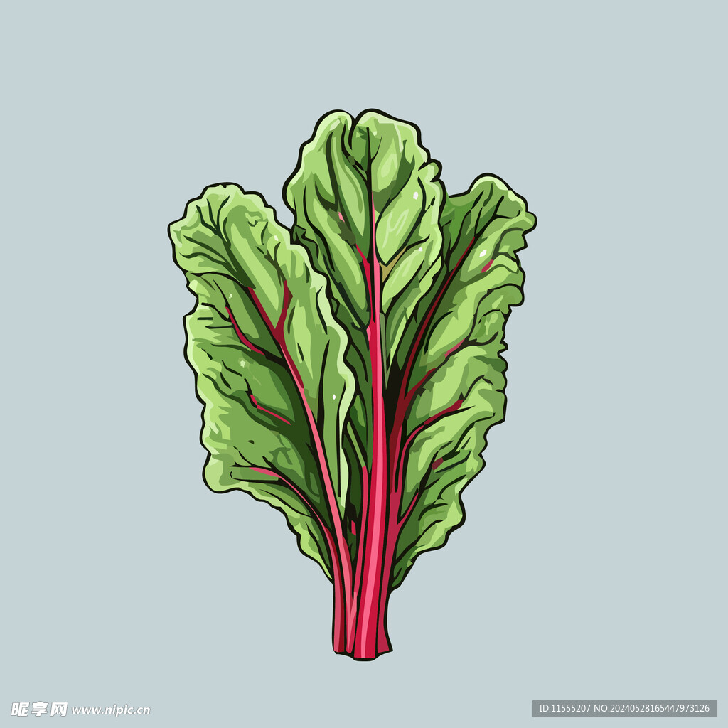 甜菜蔬菜手绘矢量插画