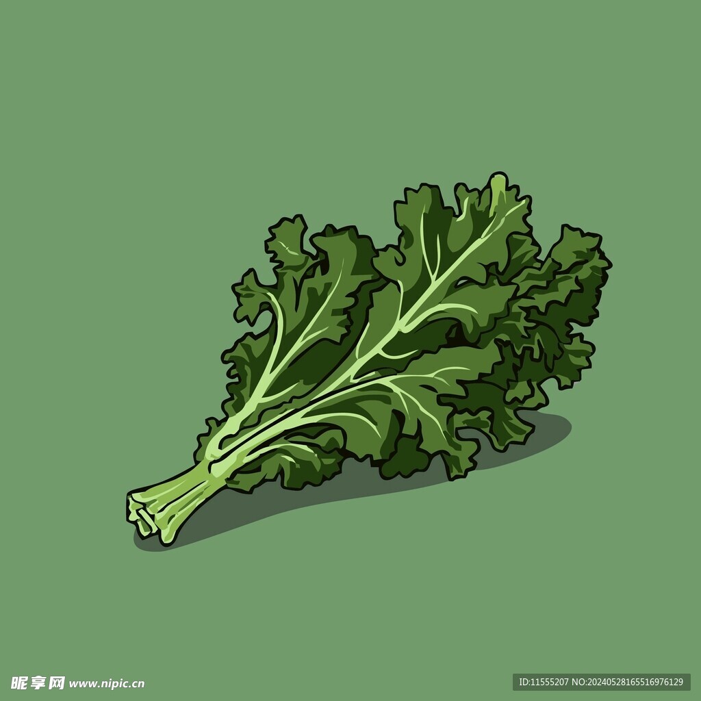 茼蒿蔬菜手绘矢量插画