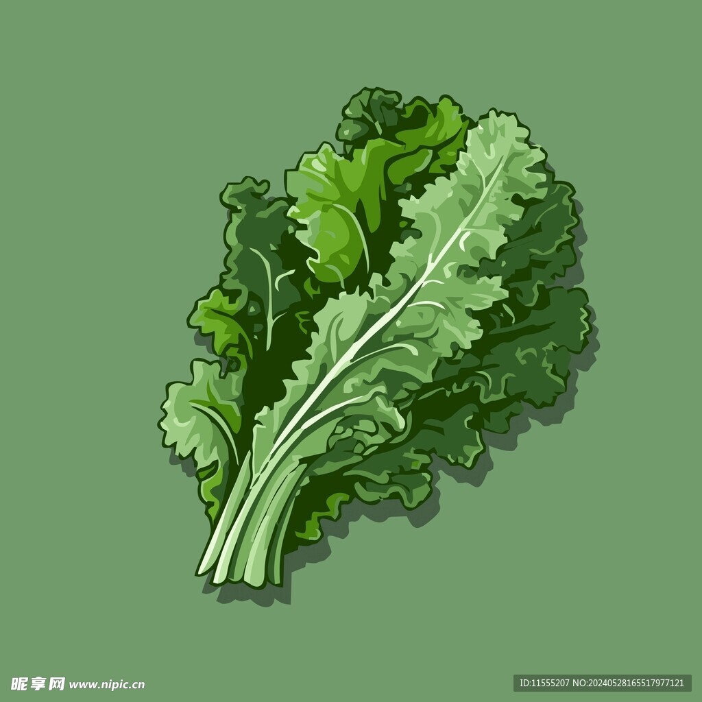 茼蒿蔬菜手绘矢量插画