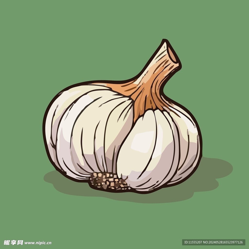 大蒜蔬菜手绘矢量插画