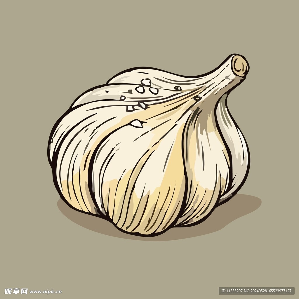 大蒜蔬菜手绘矢量插画
