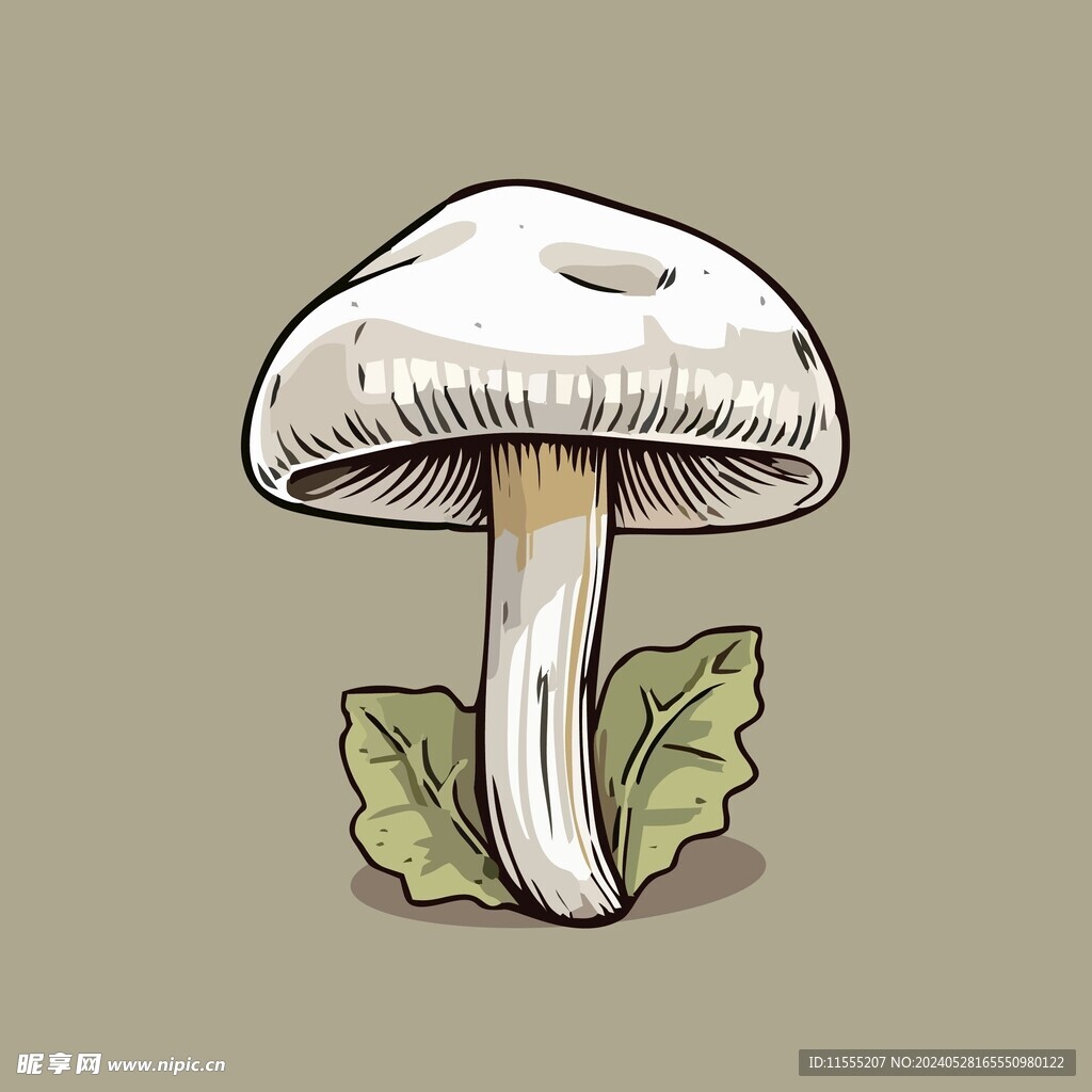 美味蘑菇蔬菜手绘矢量插画