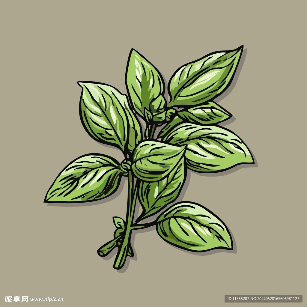 美味罗勒蔬菜手绘矢量插画