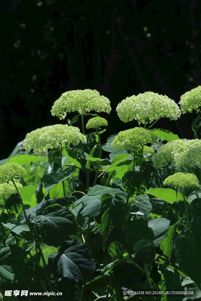 绣球花 