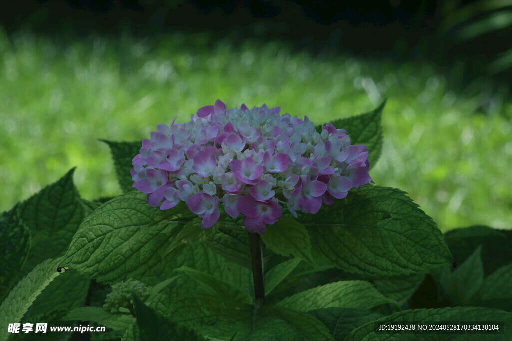 绣球花  