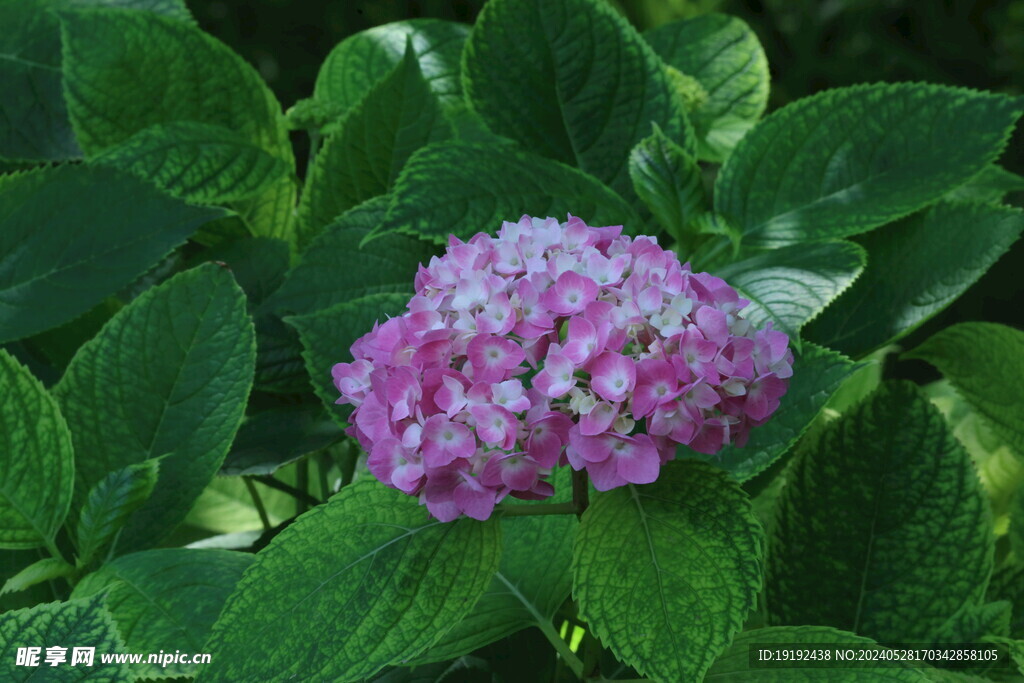 绣球花  