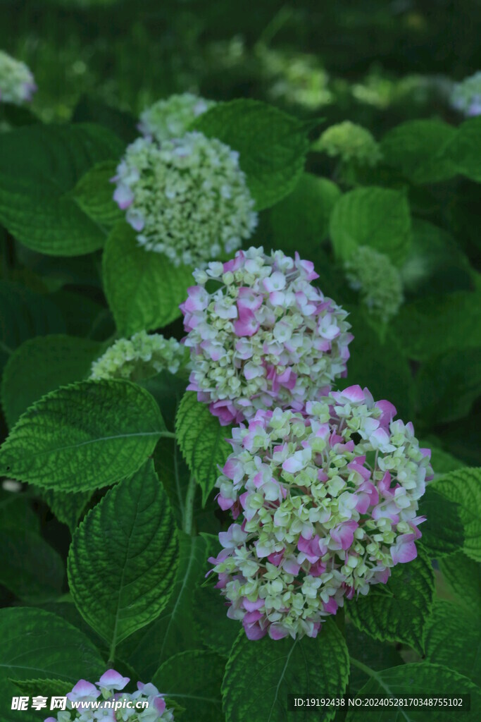 绣球花  
