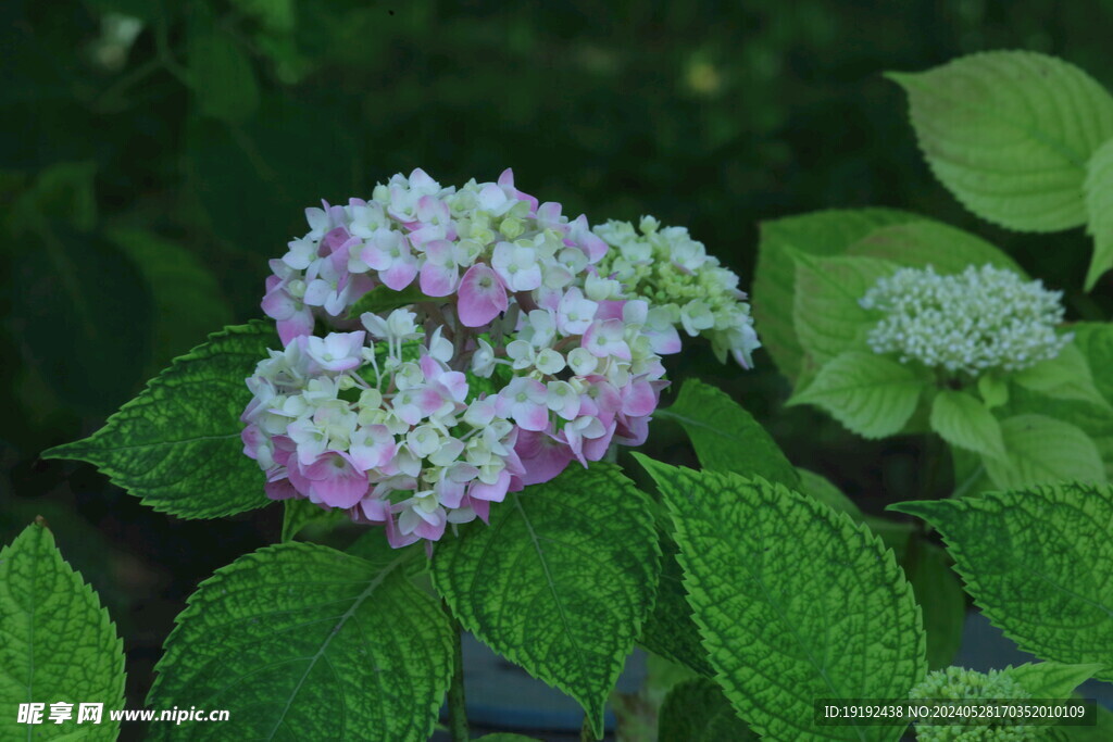 绣球花 