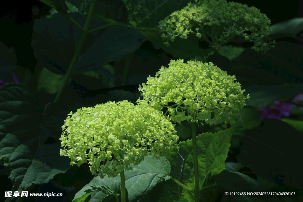 绣球花 