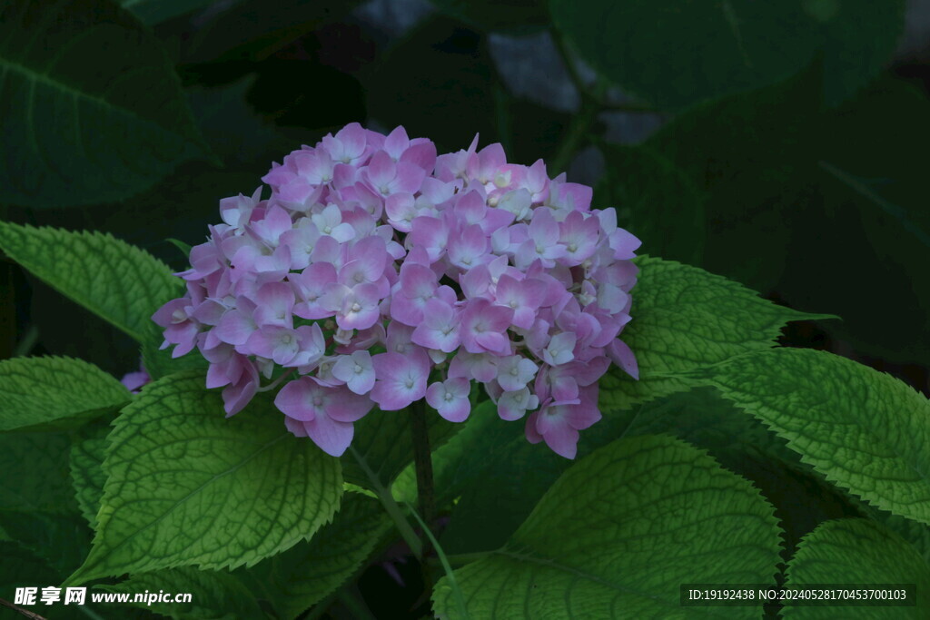 绣球花