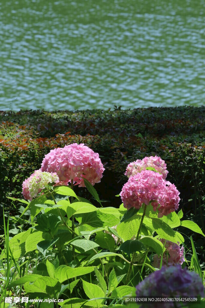 绣球花 