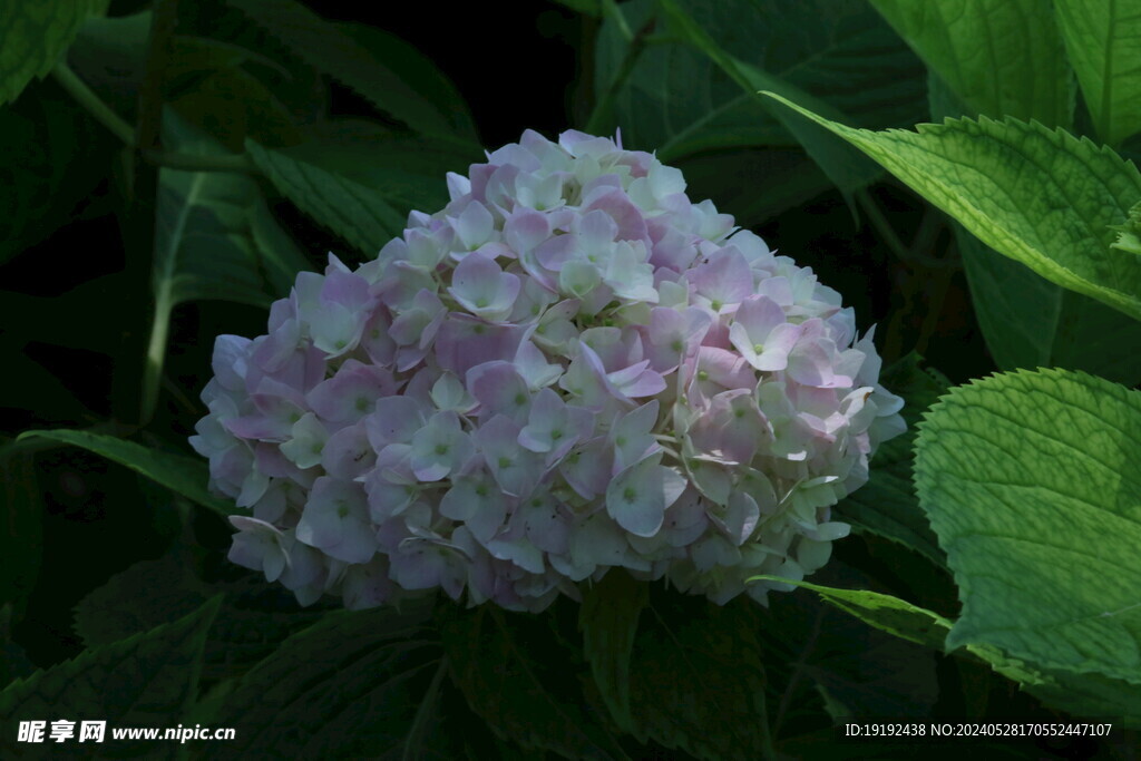 绣球花  