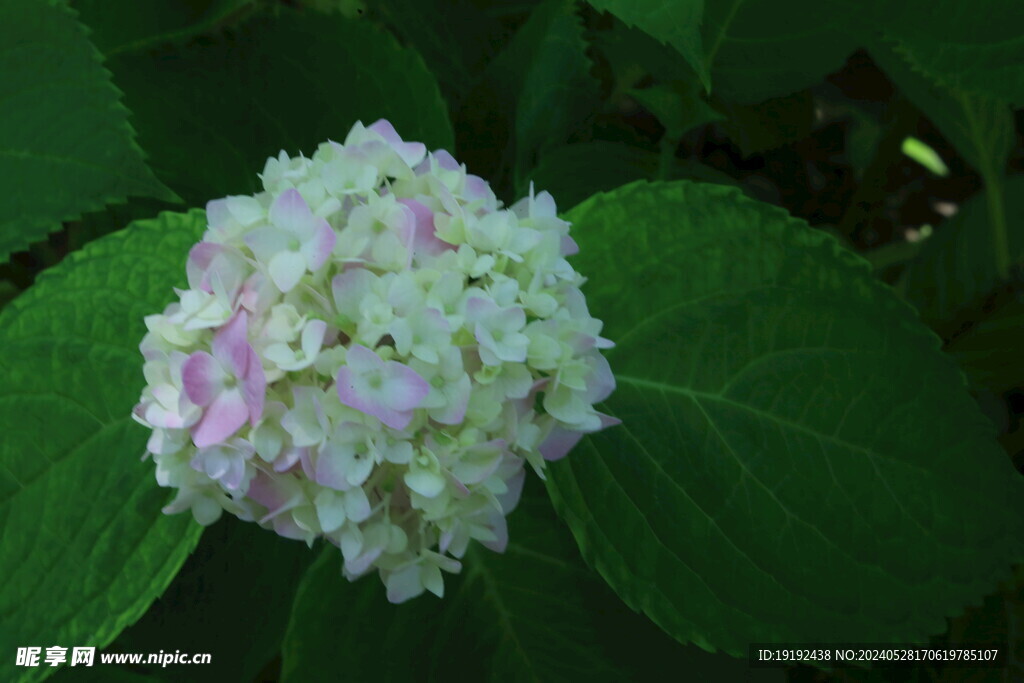 绣球花  