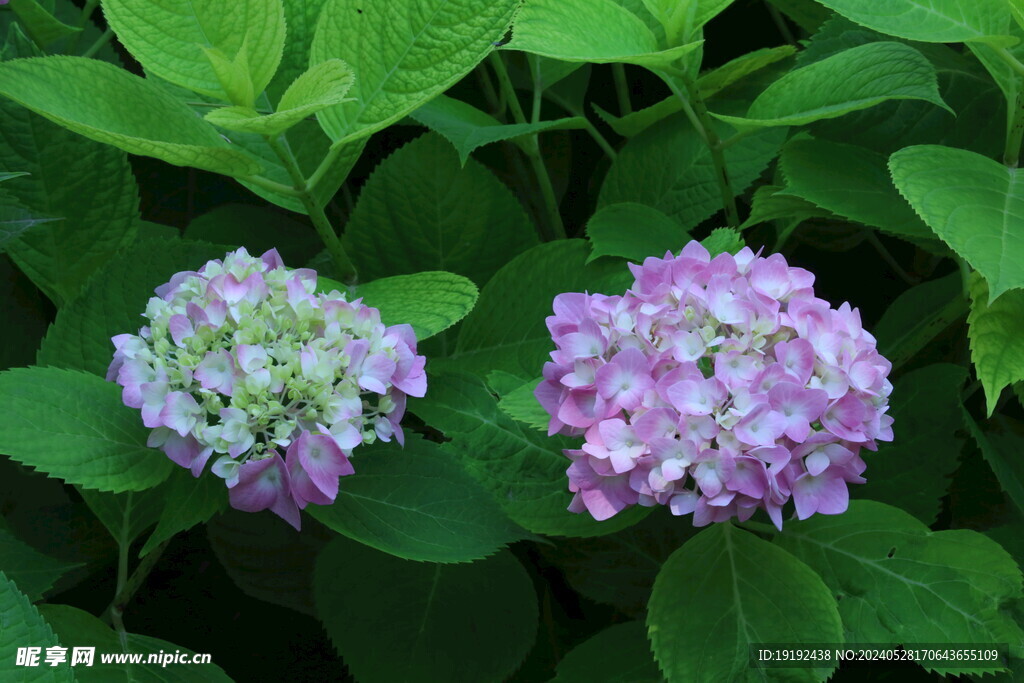 绣球花
