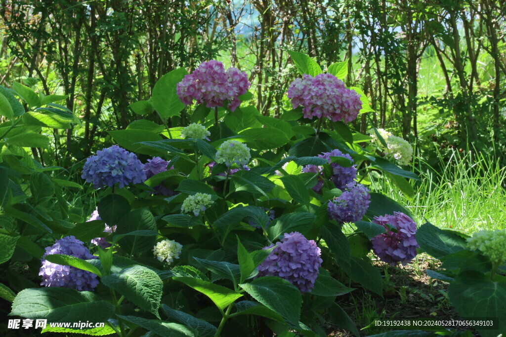 绣球花  