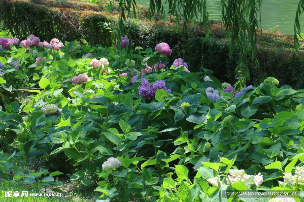 绣球花  