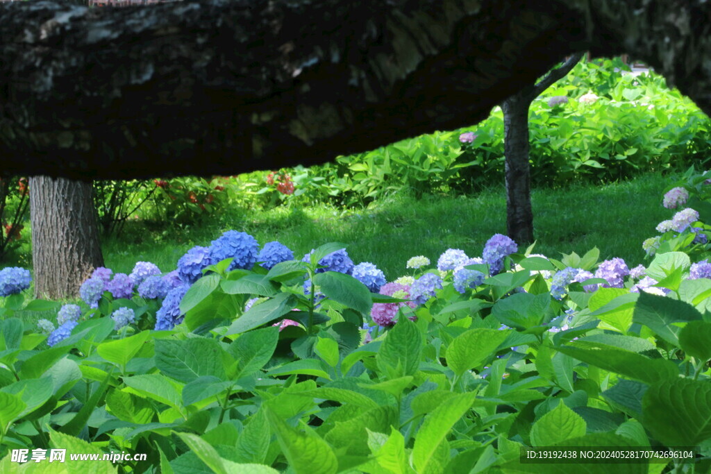 绣球花 