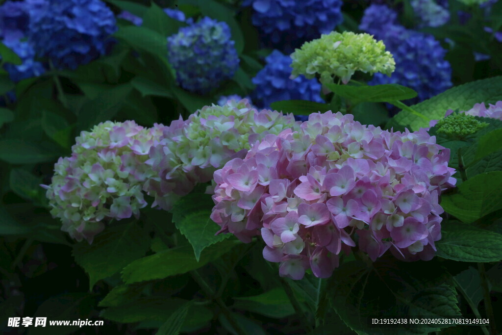 绣球花 