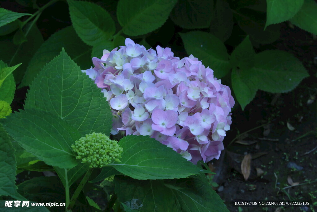 绣球花  