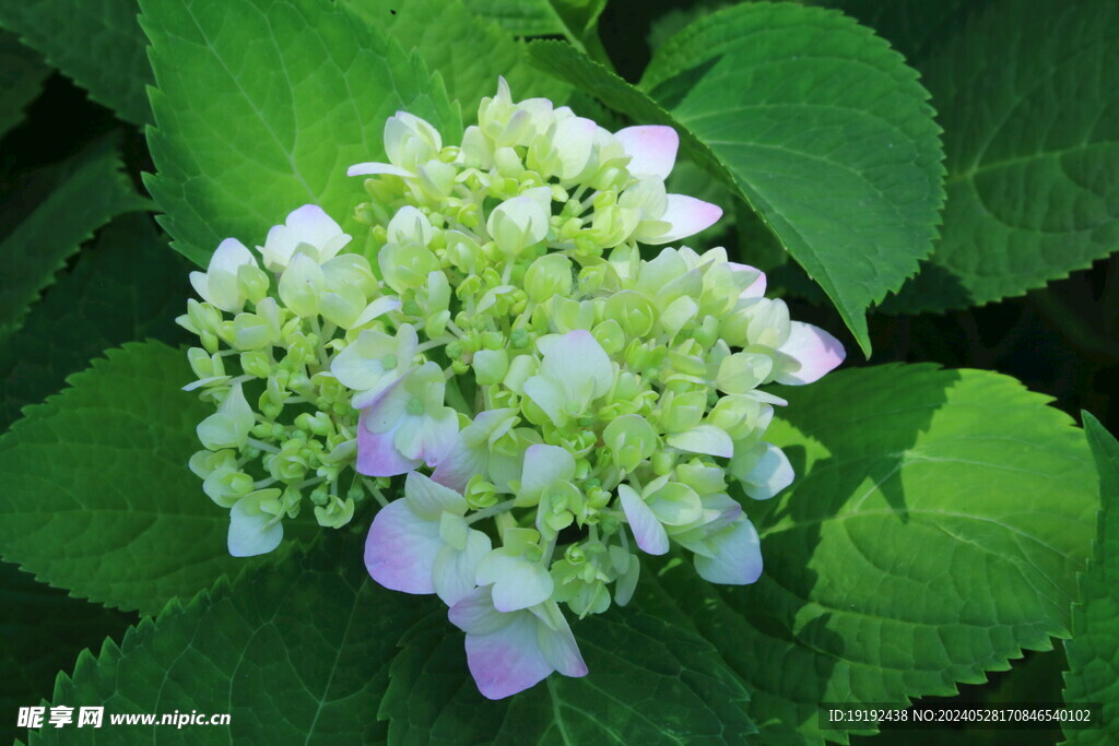 绣球花  