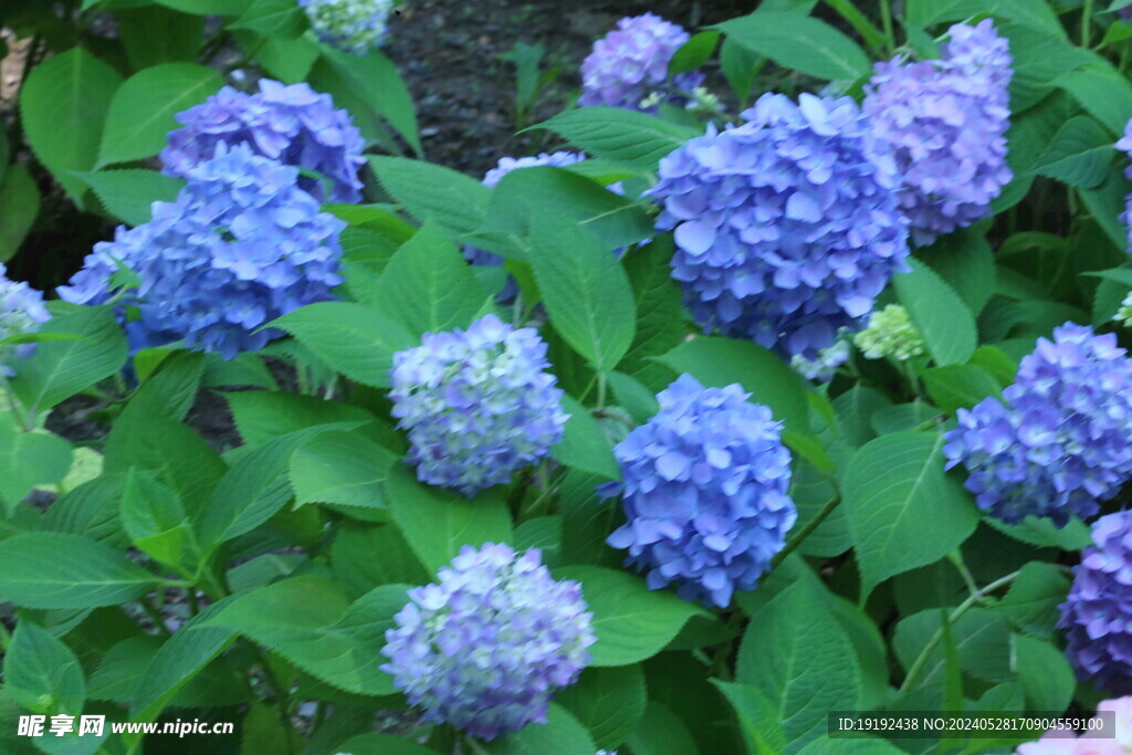 绣球花  