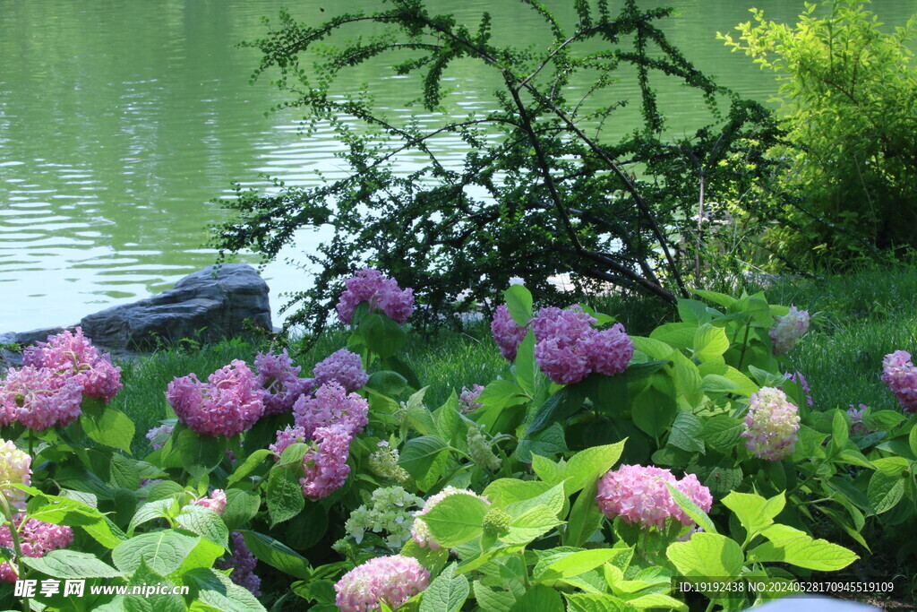 绣球花 