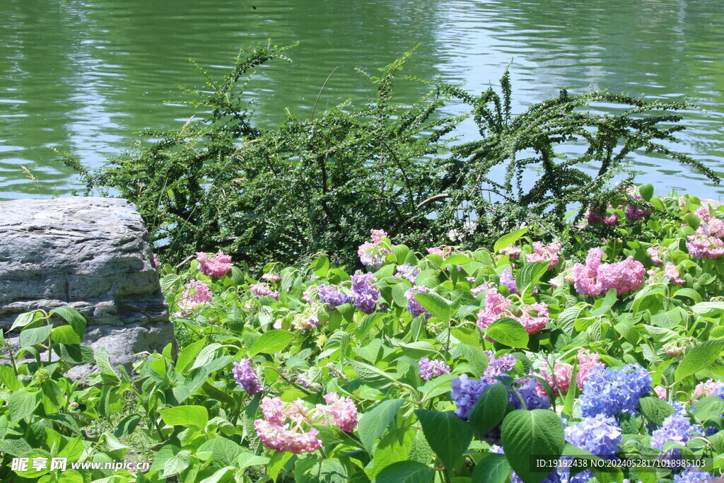 绣球花  