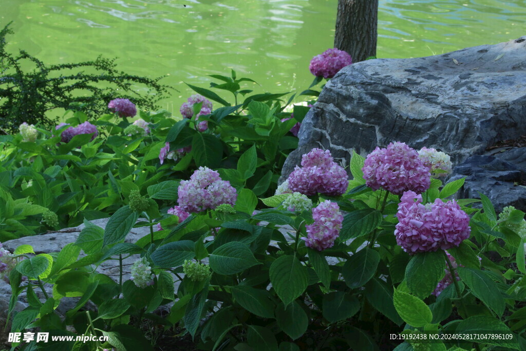 绣球花  