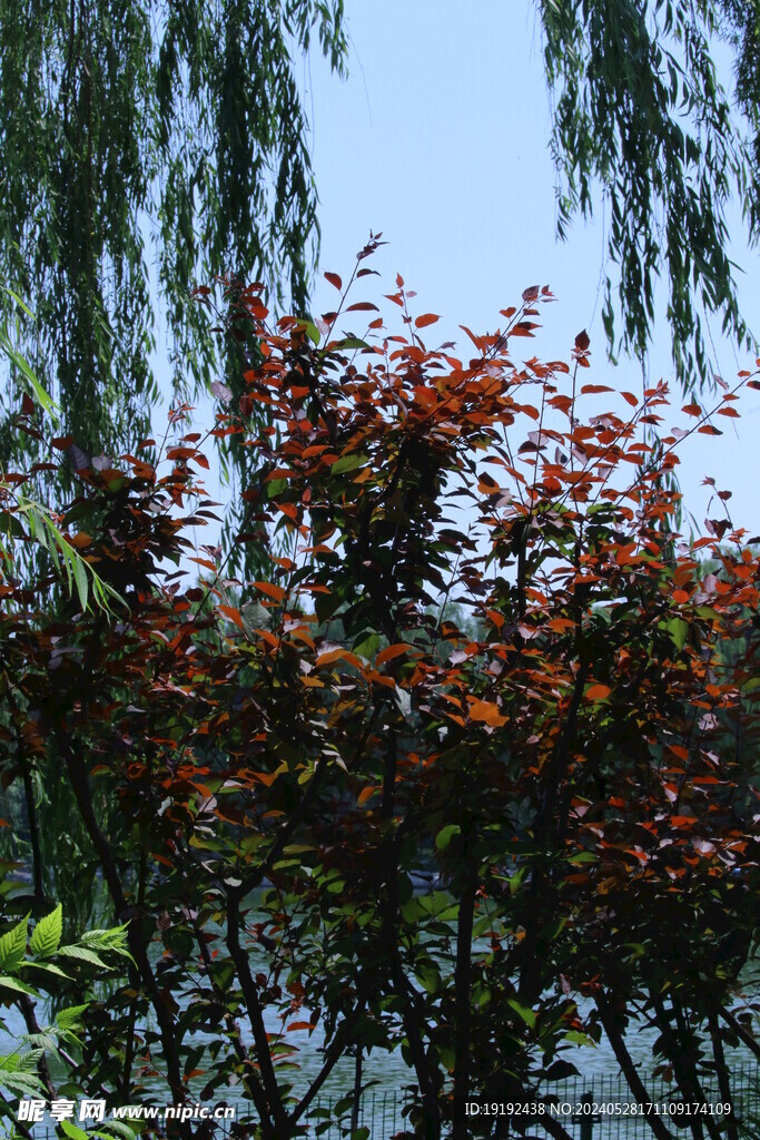公园风景  