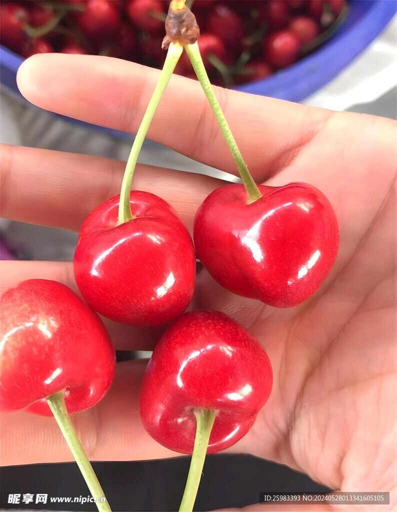 樱桃