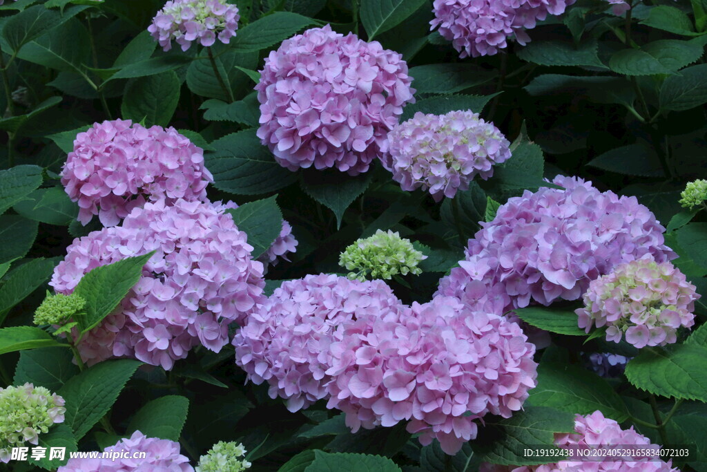 绣球花  