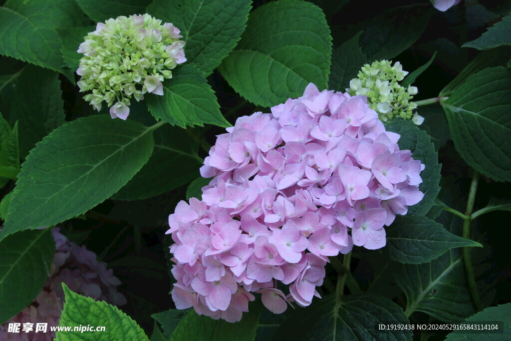 绣球花 