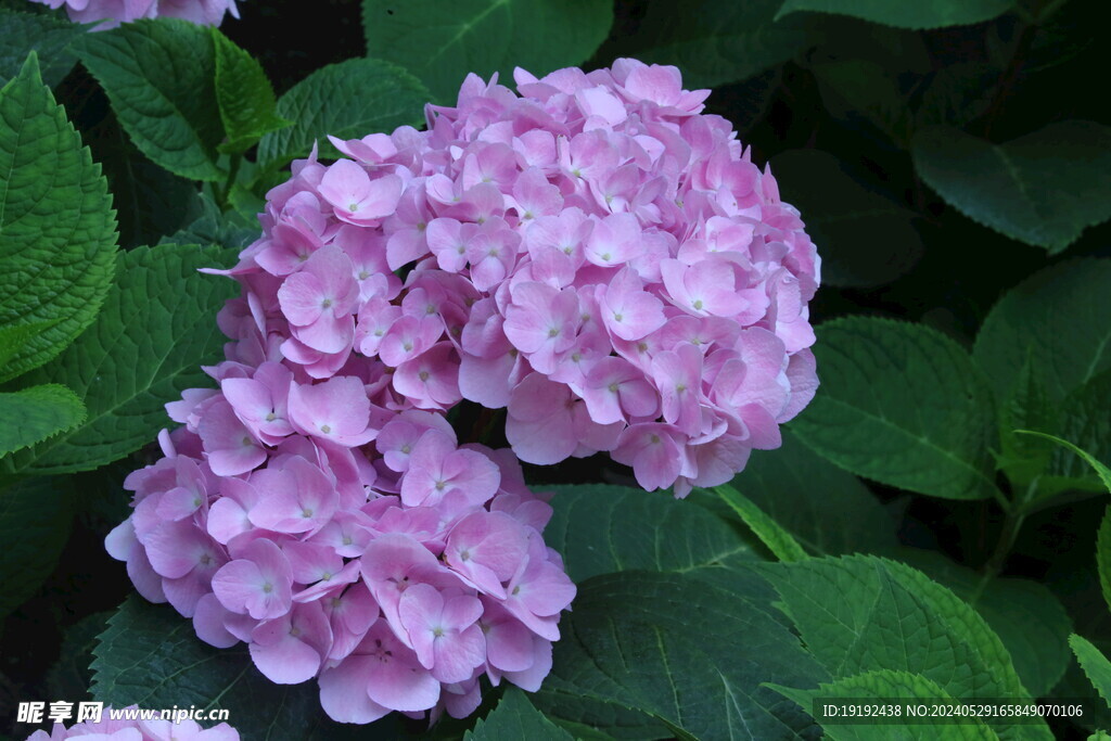 绣球花 