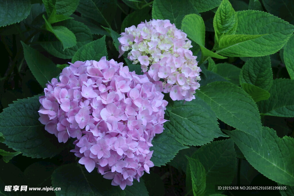 绣球花 