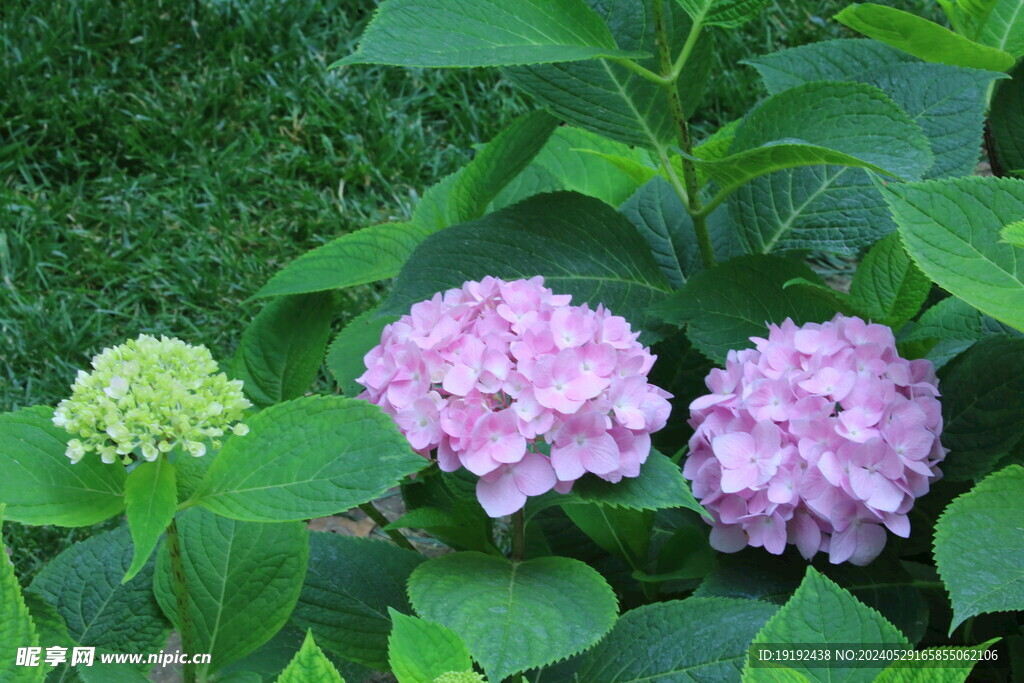 绣球花 