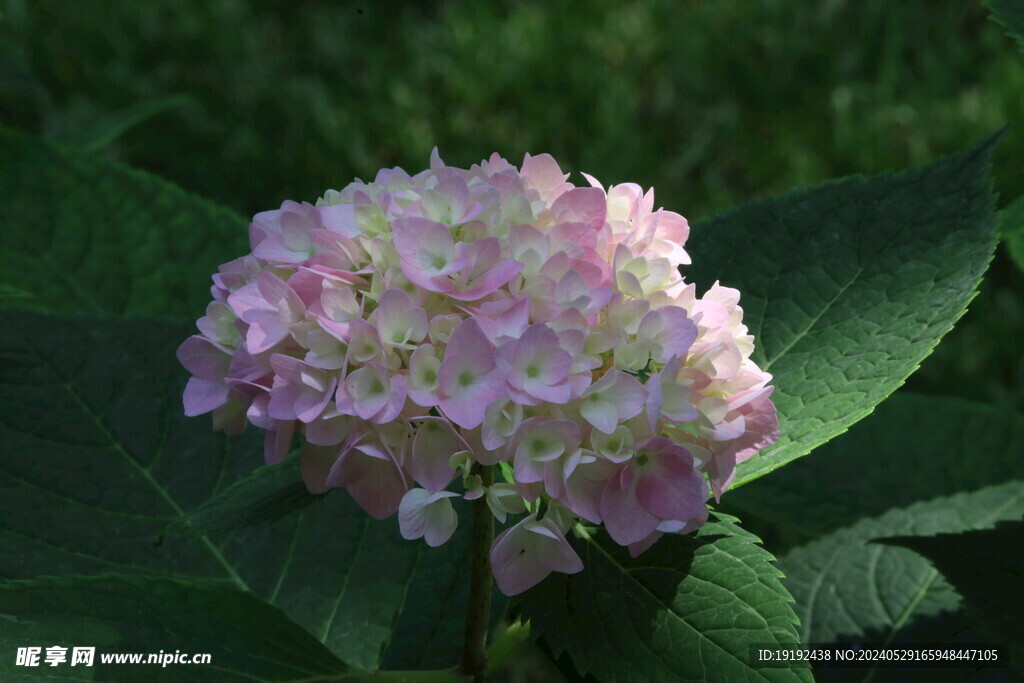 绣球花  