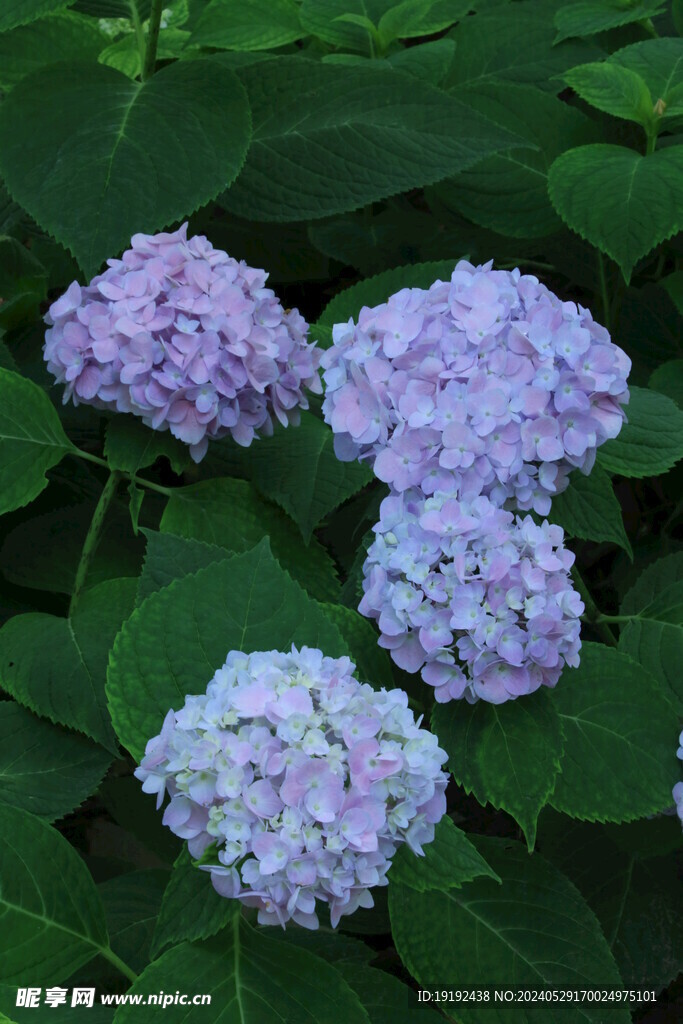 绣球花  