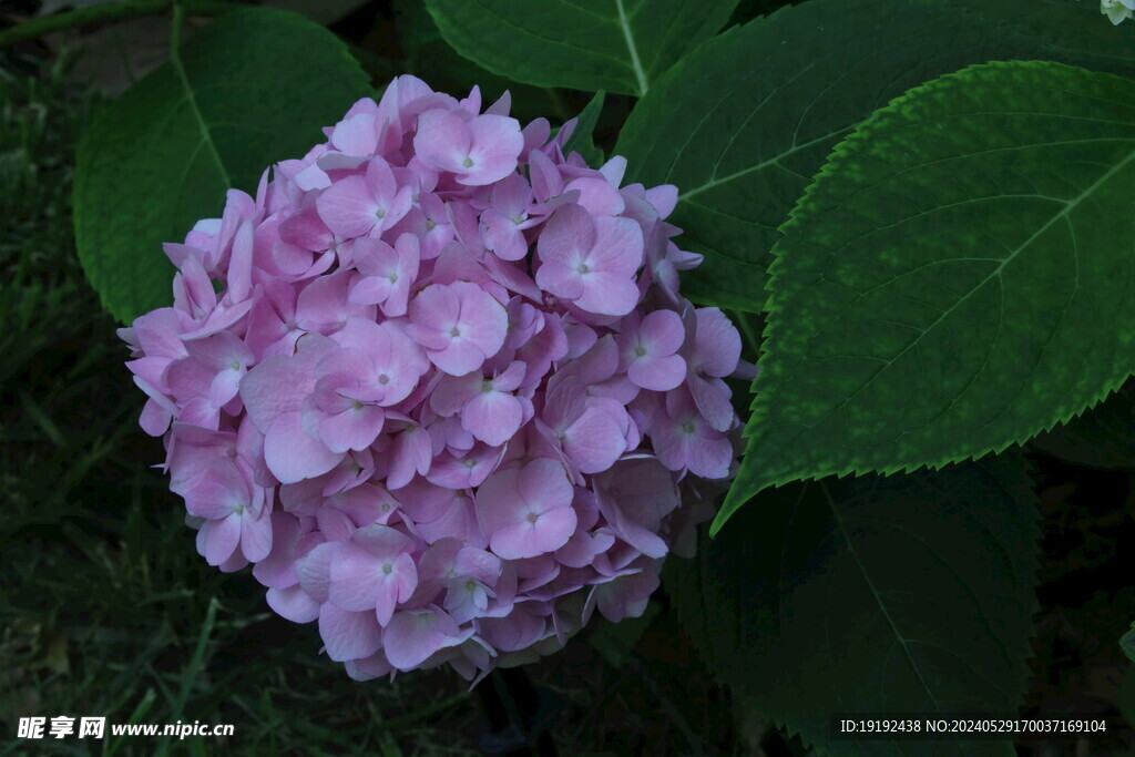 绣球花  