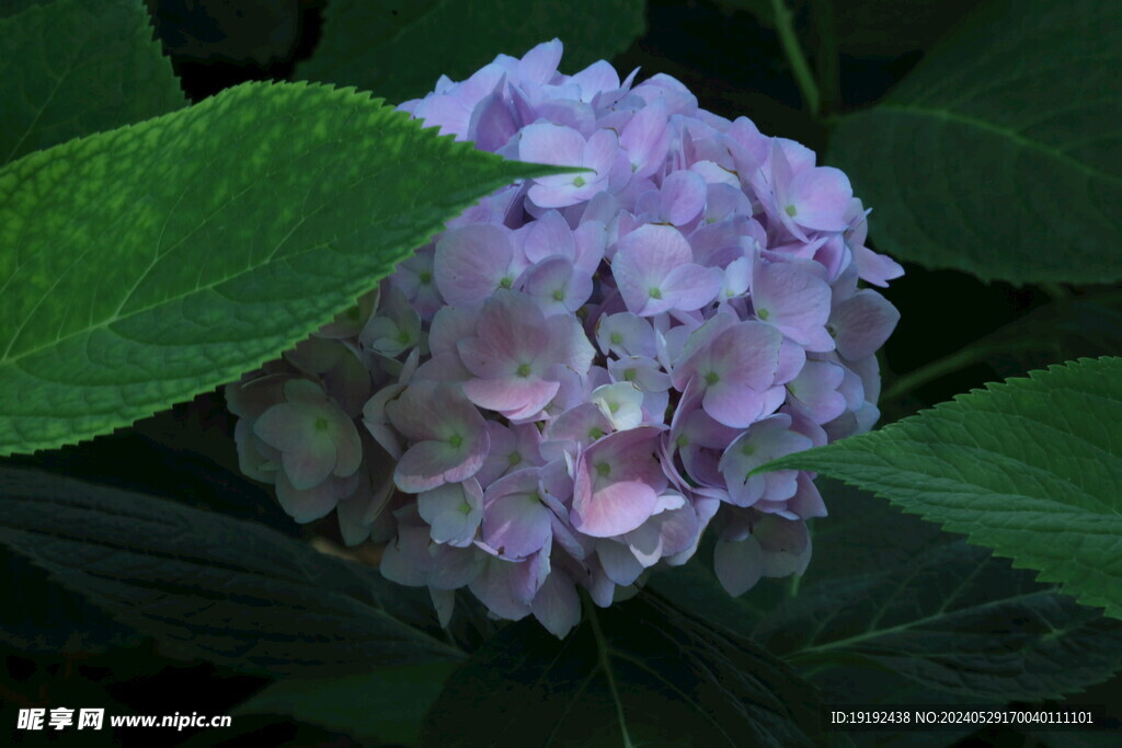 绣球花  