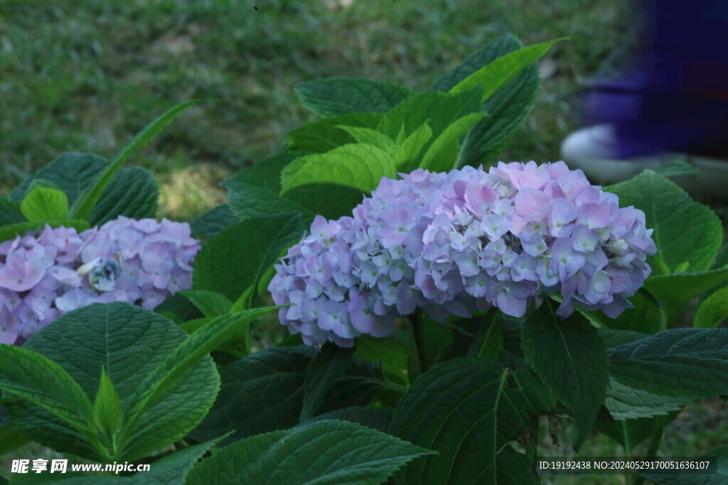 绣球花 