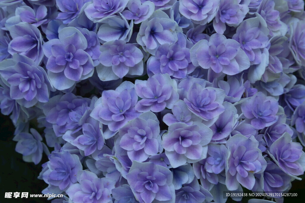 绣球花 