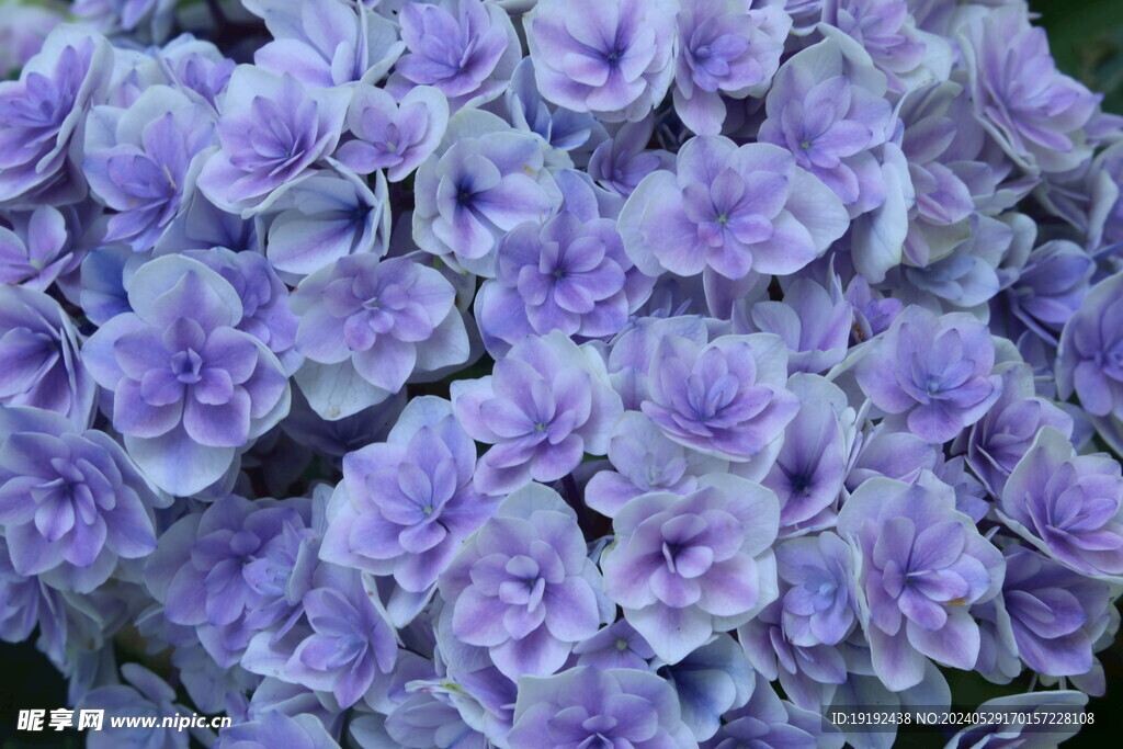 绣球花 