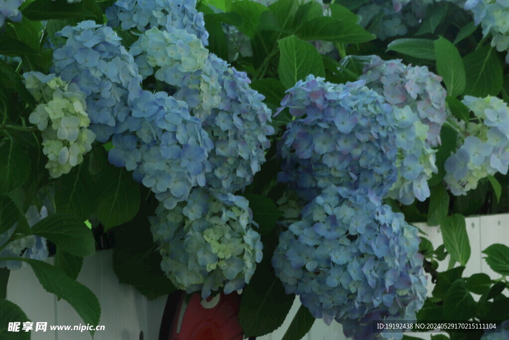 绣球花 